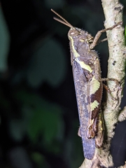 Xenocatantops humilis