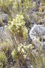 Erica lutea