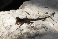 Anolis sagrei