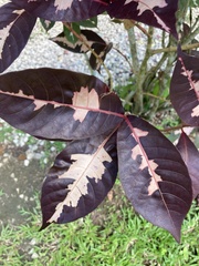 Graptophyllum