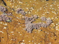 Chthamalus dentatus