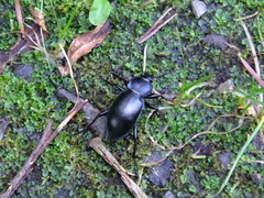 Carabus glabratus