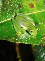 Centrolenidae
