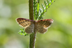Idaea humiliata