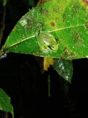 Centrolenidae