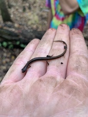 Eurycea quadridigitata