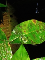 Centrolenidae