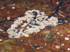 Lithothamnion