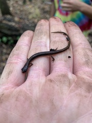 Eurycea quadridigitata