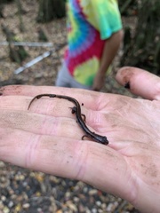 Eurycea quadridigitata