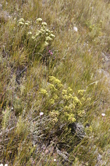 Brunia paleacea