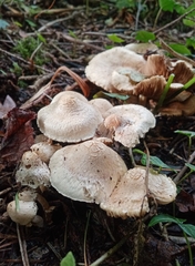 Pholiota squarrosa
