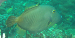 Cantherhines dumerilii