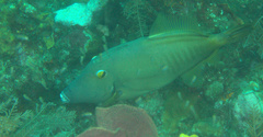 Cantherhines dumerilii