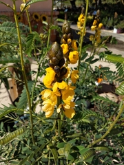 Senna didymobotrya