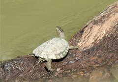 Graptemys pseudogeographica