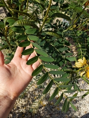 Senna didymobotrya
