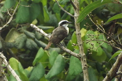Pitangus sulphuratus