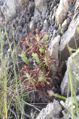 Drosera glabripes