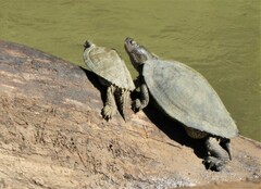 Graptemys pseudogeographica
