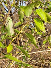 Salix amygdaloides