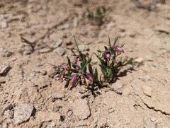 Rhinotropis subspinosa