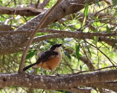 Laniarius ferrugineus
