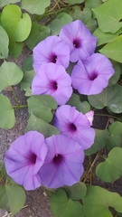 Ipomoea pedicellaris