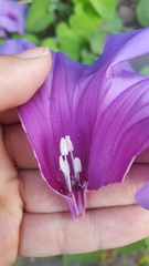 Ipomoea pedicellaris