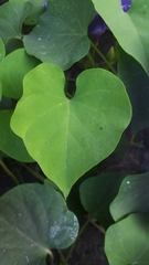 Ipomoea pedicellaris
