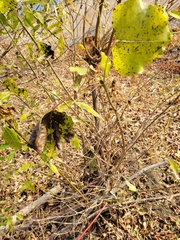 Populus deltoides