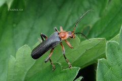 Cantharis