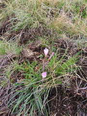 Hesperantha schelpeana