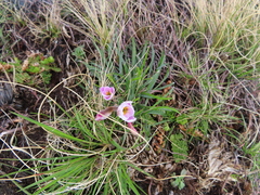 Hesperantha schelpeana