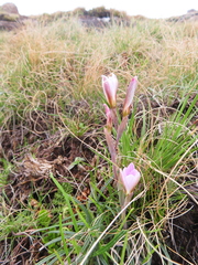 Hesperantha schelpeana