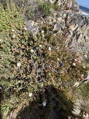 Delosperma guthriei