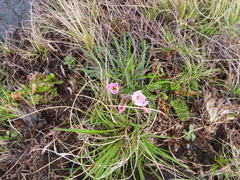 Hesperantha schelpeana