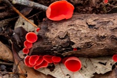 Sarcoscypha coccinea