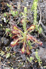 Drosera glabripes