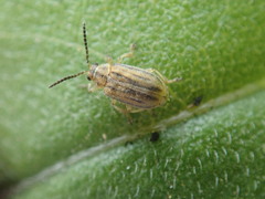 Ophraella