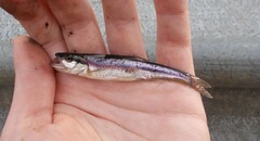 Clinostomus elongatus