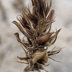Barleria senensis image