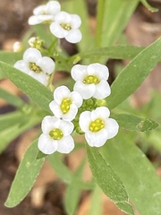 Lobularia maritima