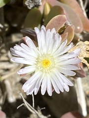 Delosperma guthriei