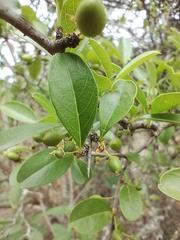 Condalia buxifolia