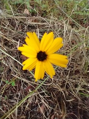 Coreopsis leavenworthii