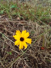 Coreopsis leavenworthii