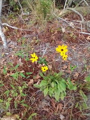 Coreopsis leavenworthii