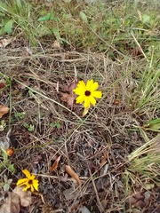 Coreopsis leavenworthii