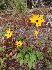 Coreopsis leavenworthii
